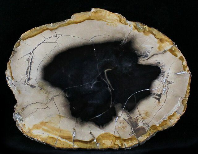 Petrified Wood Round - Sweethome, Oregon #24248